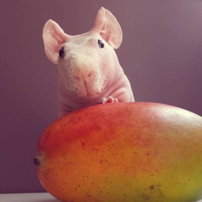 Can guinea pigs eat avocado, pineapple, mango and kiwi?