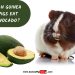 Can guinea pigs eat avocado, pineapple, mango and kiwi?