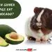 Guinea pig&#8217;s hind legs failed: causes and treatment