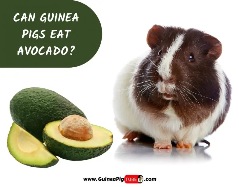 Can guinea pigs eat avocado, pineapple, mango and kiwi?