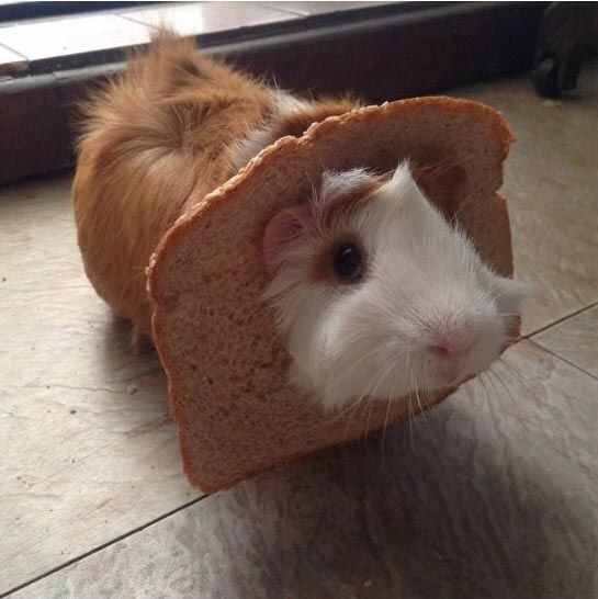 Can guinea pigs eat black or white bread?