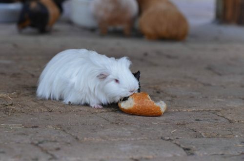 Can guinea pigs eat black or white bread?