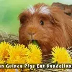 Can guinea pigs eat dandelions and how much?