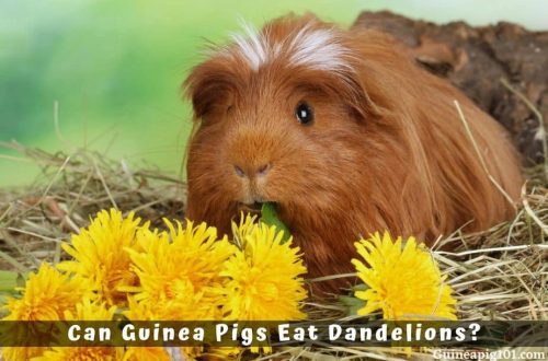 Can guinea pigs eat dandelions and how much?