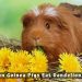 Leash and harness for a guinea pig, how to choose or do it yourself