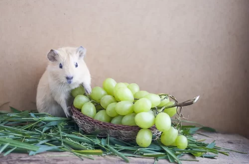Can guinea pigs eat grapes or raisins?
