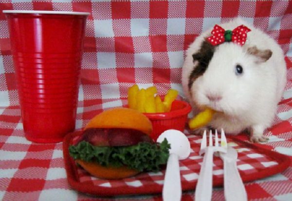 Can guinea pigs eat raw potatoes?
