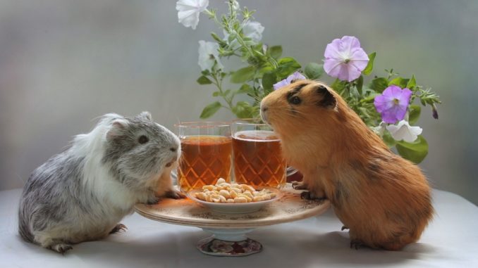 Can guinea pigs eat seeds and nuts?