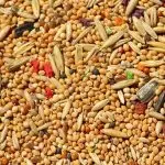 Can guinea pigs eat seeds and nuts?