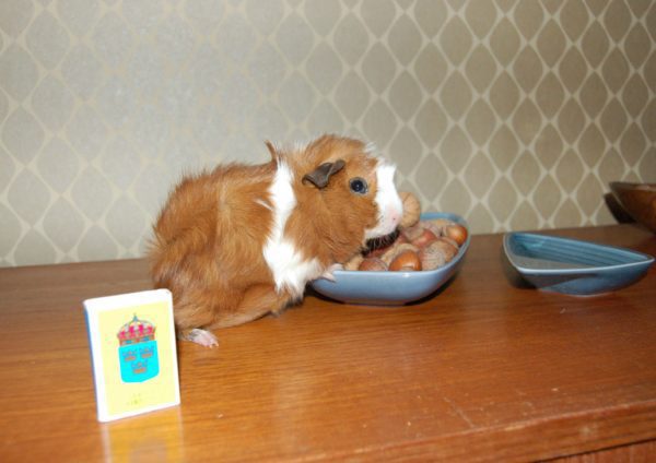 Can guinea pigs eat seeds and nuts?