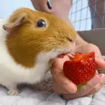 Can guinea pigs eat strawberries?