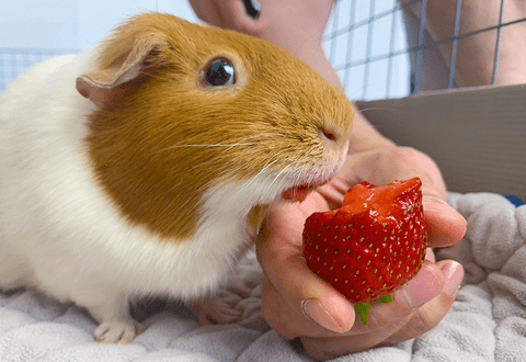 Can guinea pigs eat strawberries?