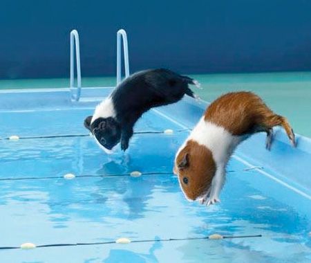 Can guinea pigs swim in water?