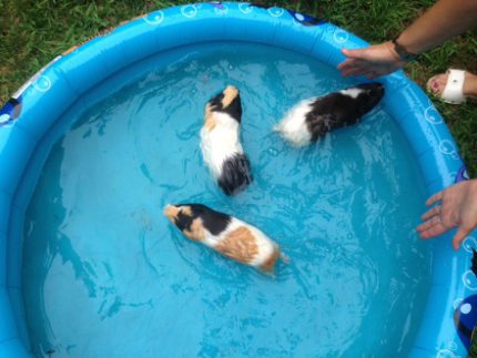 Can guinea pigs swim in water?
