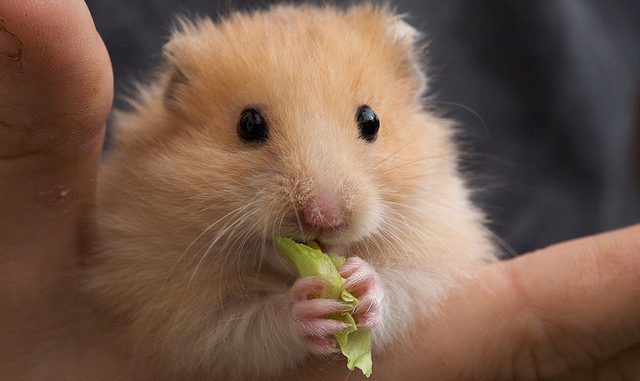 Can hamsters dill and parsley