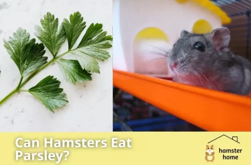 Can hamsters dill and parsley