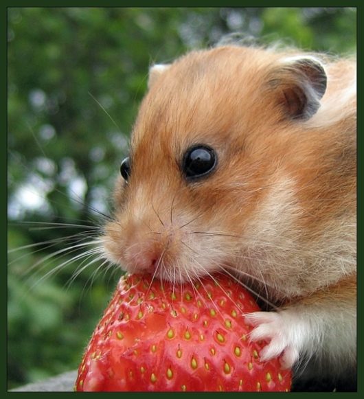 Can hamsters drink watermelon, why is this product dangerous for Djungarian and Syrian hamsters
