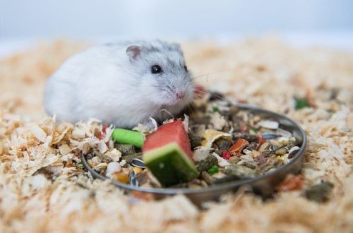 Can hamsters drink watermelon, why is this product dangerous for Djungarian and Syrian hamsters