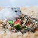 What vegetables and fruits can be given to hamsters