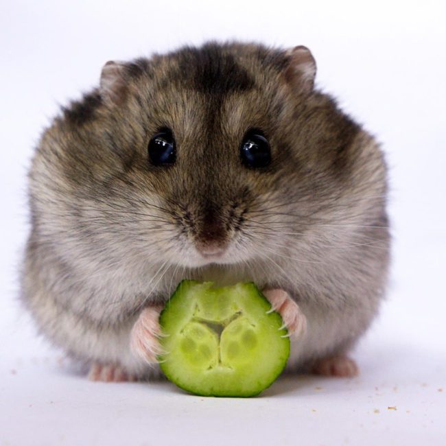 Can hamsters eat fresh cucumbers, at what age and how often