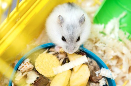 Can hamsters eat fresh cucumbers, at what age and how often