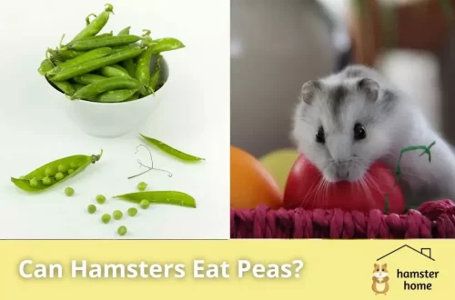 Can hamsters eat fresh peas, beans and corn