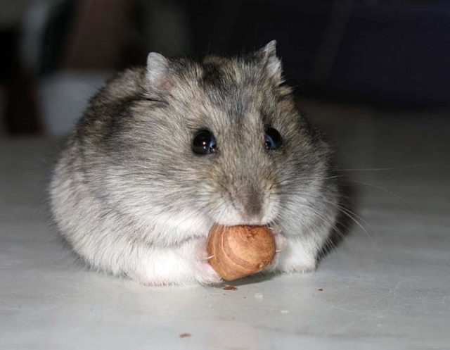 Can hamsters eat pine nuts, walnuts, hazelnuts and almonds