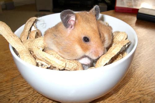 Can hamsters eat pine nuts, walnuts, hazelnuts and almonds
