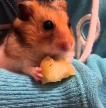 Can hamsters eat raw and boiled potatoes?