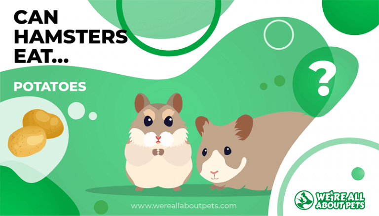 Can hamsters eat raw and boiled potatoes?