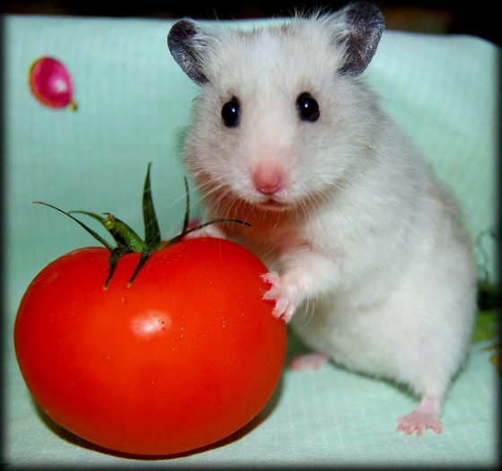 Can hamsters eat tomatoes?