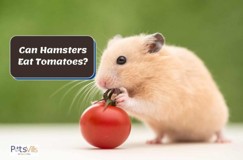 Can hamsters eat tomatoes?