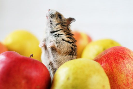 Can hamsters have apples: Dzungarian, Syrian, Campbell and other breeds