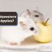 Hamster litter: which one is better to choose (sawdust, paper and other types of bedding)