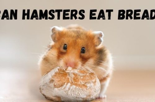 Can hamsters have black and white bread, pasta and crackers?