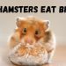 Mineral stone for hamsters, which branches can be given to a hamster