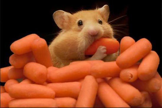 Can hamsters have carrots: benefits and dangers for Dzungarian and Syrian breeds
