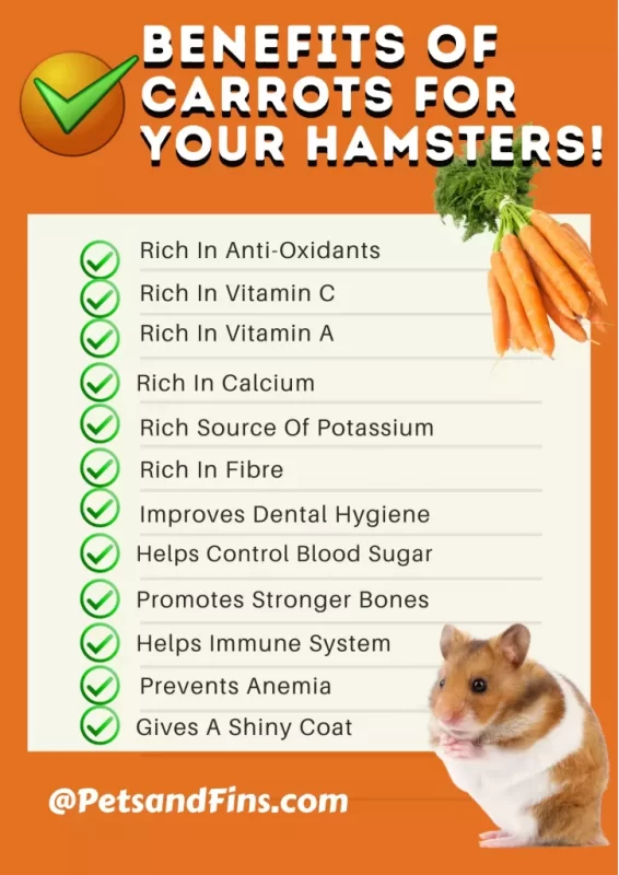 Can hamsters have carrots: benefits and dangers for Dzungarian and Syrian breeds