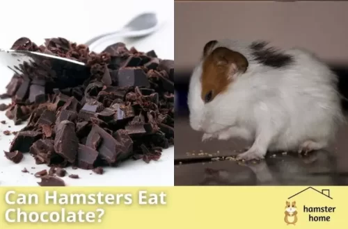 Can hamsters have honey, sugar and chocolate
