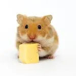 Can hamsters have milk, cottage cheese, sour cream and kefir (dairy products for Dzungarian and Syrian breeds)