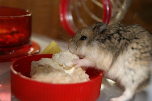 Can hamsters have milk, cottage cheese, sour cream and kefir (dairy products for Dzungarian and Syrian breeds)