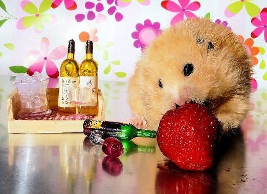 Can hamsters have strawberries: jungars and other breeds