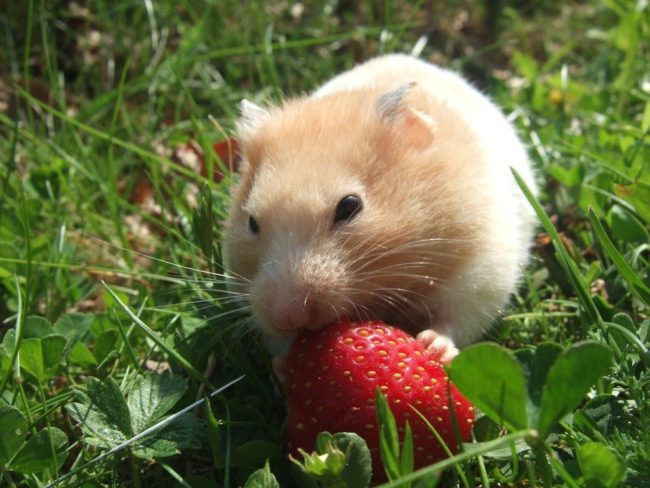 Can hamsters have strawberries: jungars and other breeds