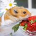 Which hamster is better to have, how to choose a hamster for a child, where to buy and what to look for