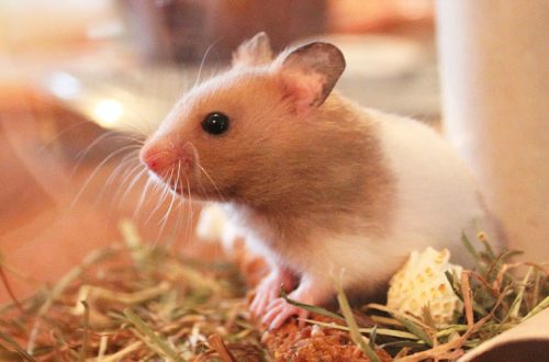 Can hamsters see in the dark? Sense organs of hamsters (sight, hearing, smell and touch)