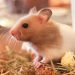 Why are hamsters dangerous for a child and an adult, is it possible to get infected from them?