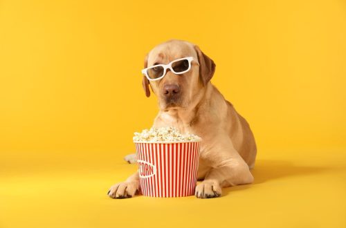 Can I feed my dog ​​popcorn and which supplements are safe?