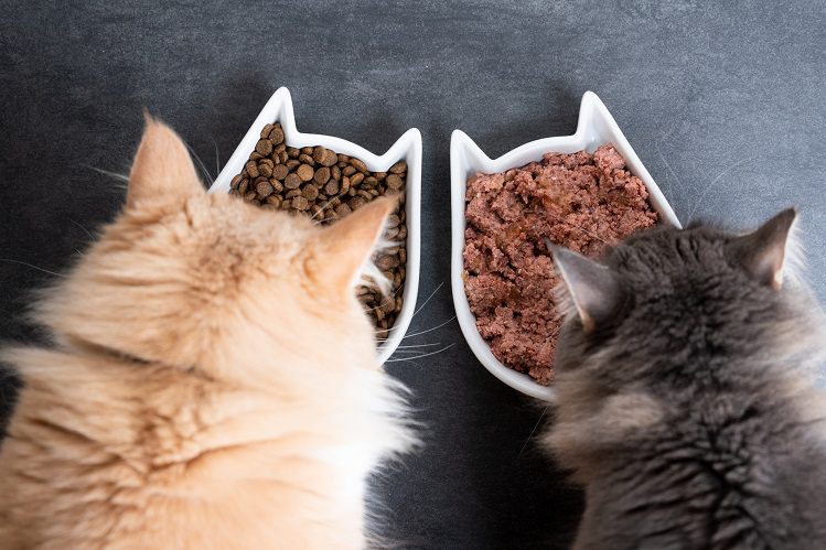 Can I feed my pet only wet food?