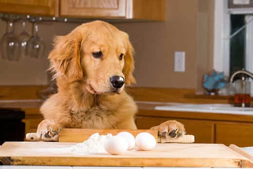 Can I give my dog ​​chicken eggs?