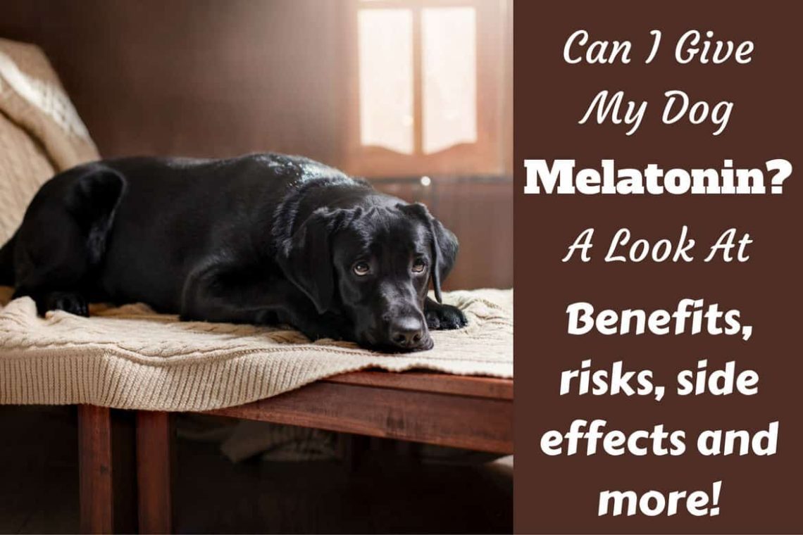 Can I give my dog ​​melatonin?